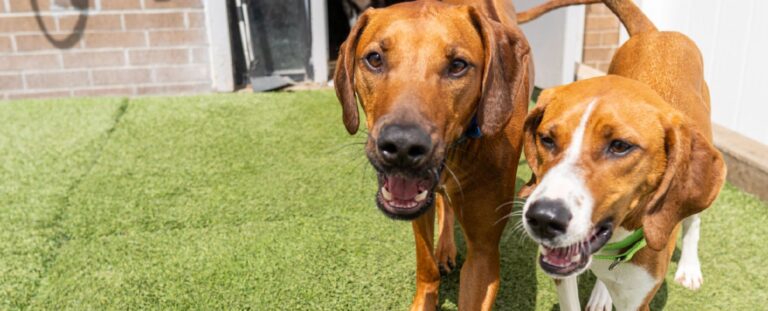 bowwow bedford 768x311