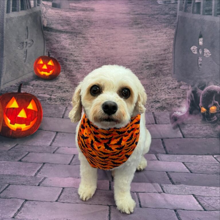 buzzpup slough 768x768