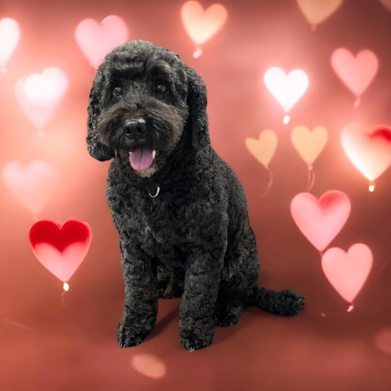 canine cutz buckinghamshire 768x768