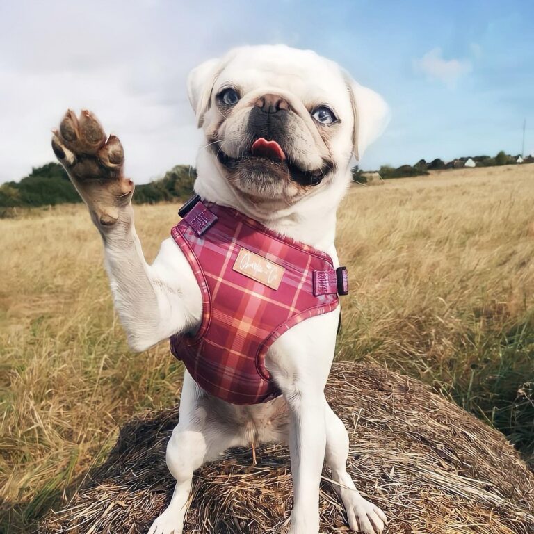 charlie and co nantwich 768x768