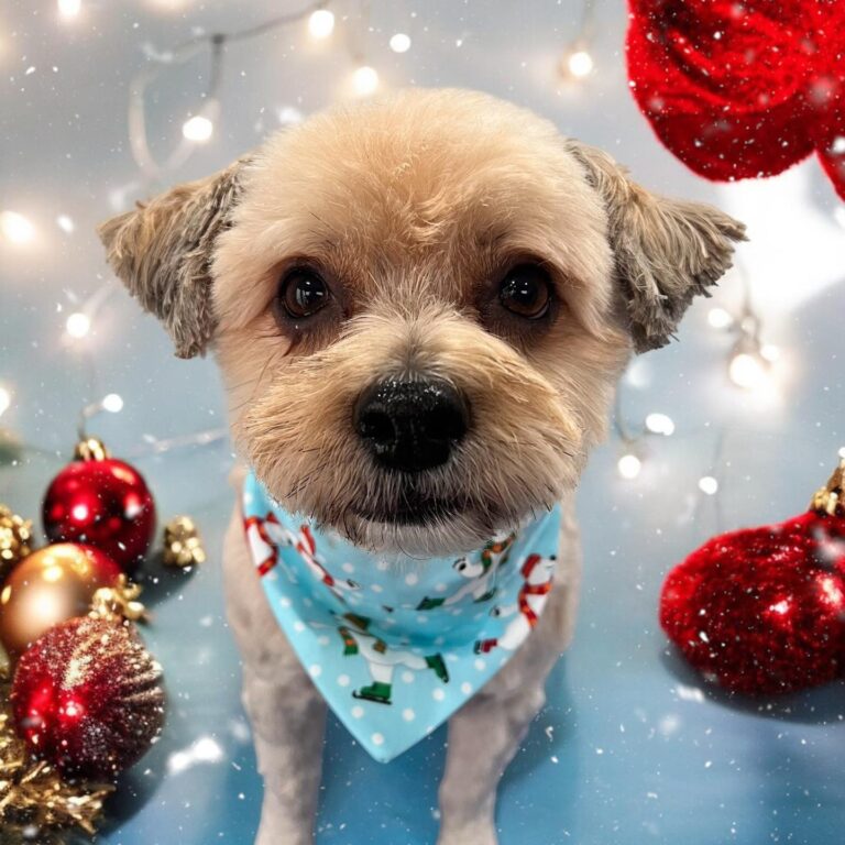 charlottes pet parlour luton 768x768