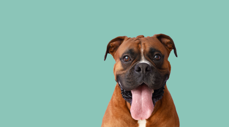 cheshire tails northwich 768x426