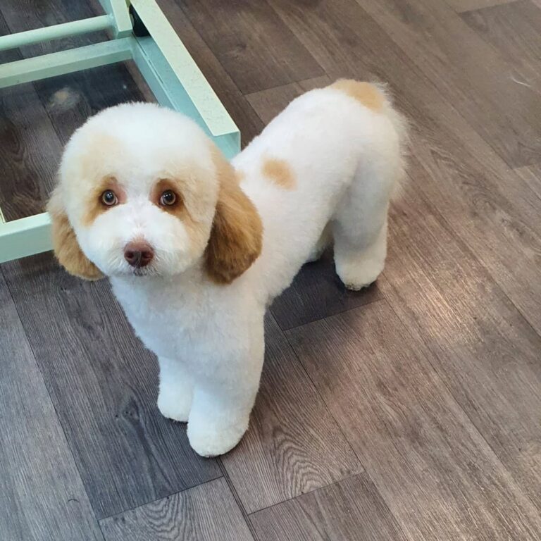 clarkes dog grooming manchester 768x768