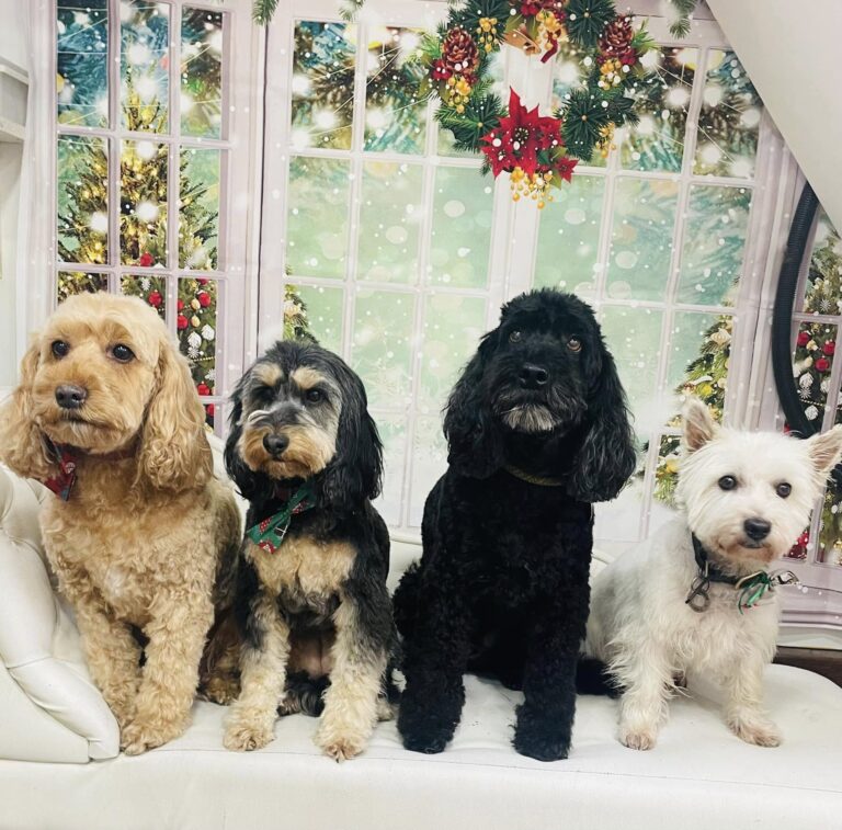 cottage grooming cambridge 768x757