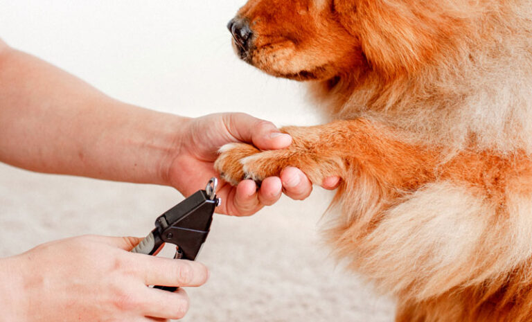 dandydogz windsor 768x465