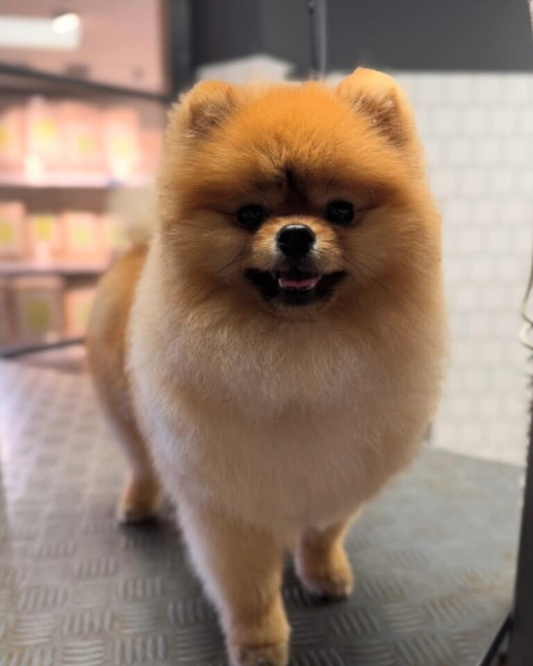 dogwood cambridge 768x960