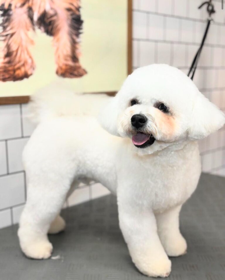 dogwood windsor 768x955