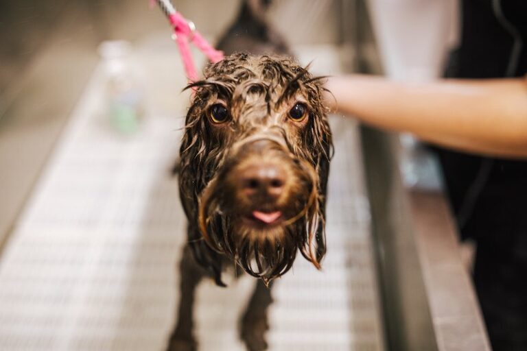 fairy dog mother huntingdon 768x512