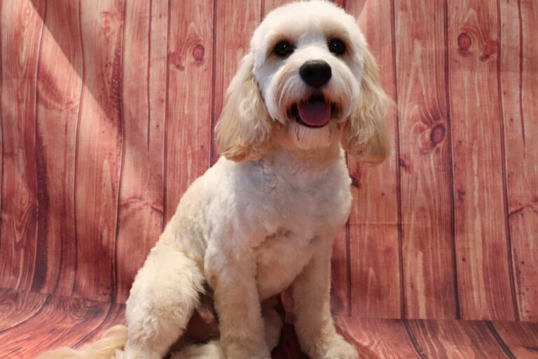 fairy tails wokingham 768x512