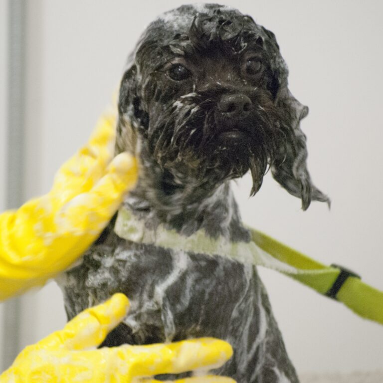 furry friends royston 768x768