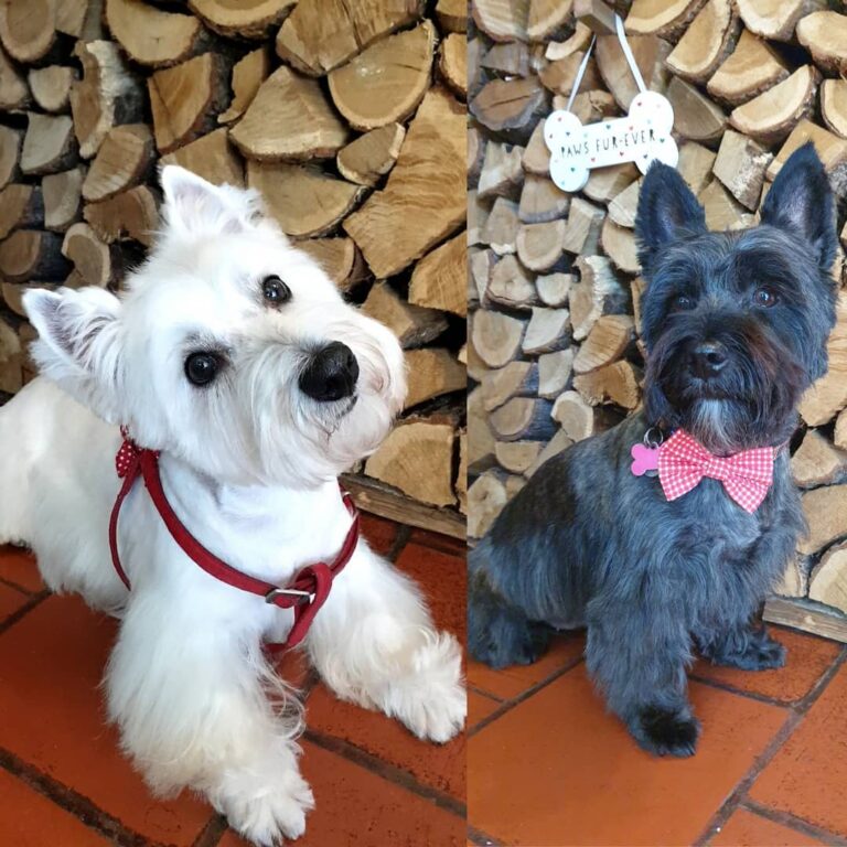 groucho club dog grooming wokingham 768x768