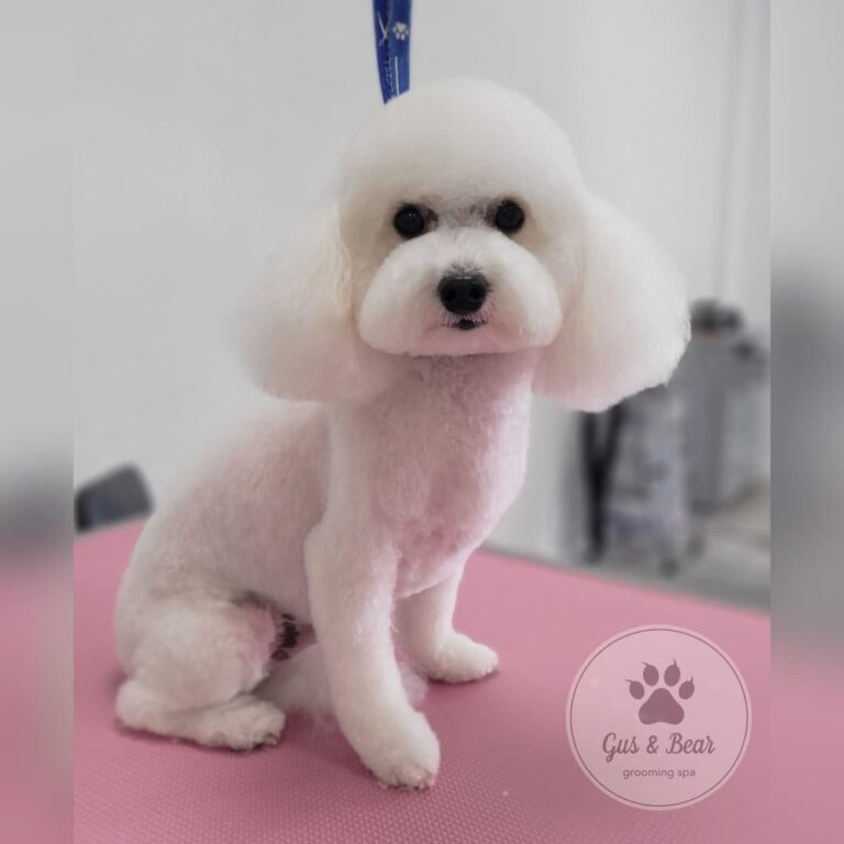 gus and bear macclesfield 768x768