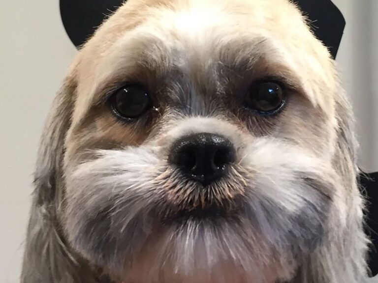 leos pet spa amersham 768x576