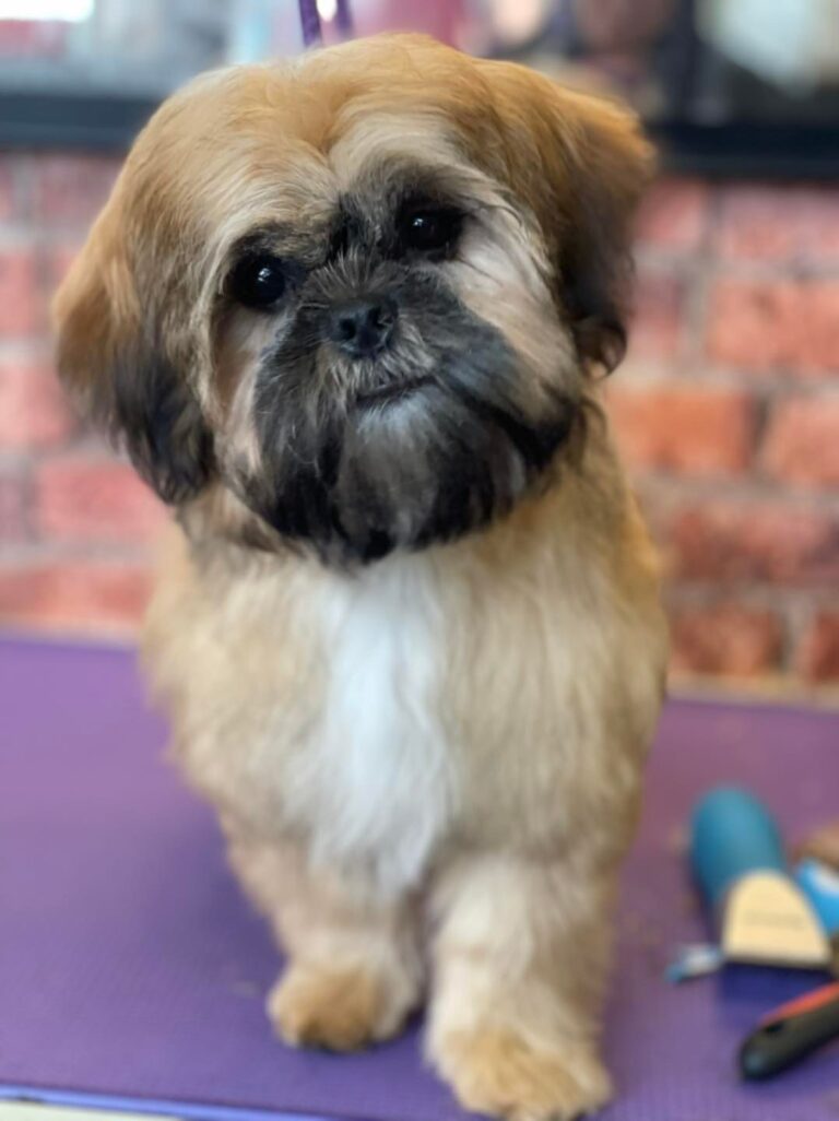 pampered paws cheshire 768x1026