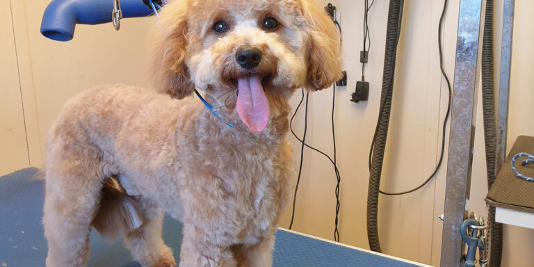 paw and pooch parlour slough 768x384