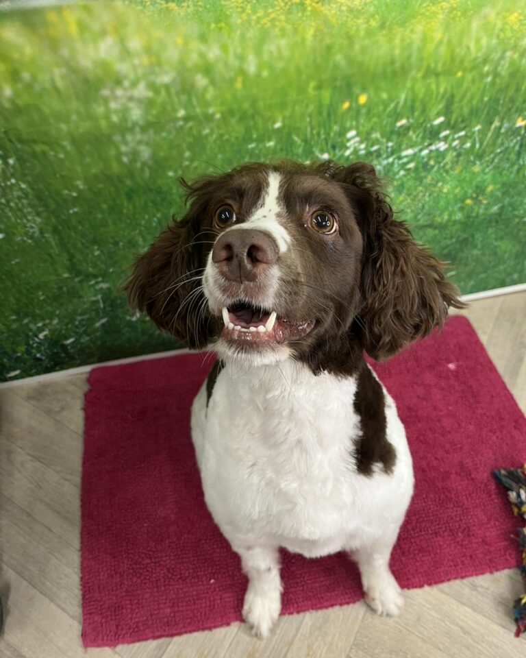 plush puppies cambridge 768x960