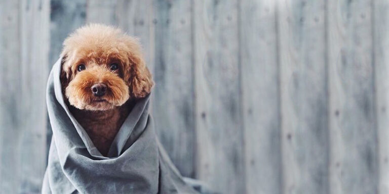 posh n barks cheadle 768x384