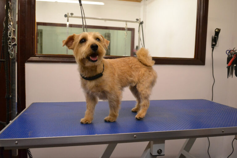 precious paws huntingdon 768x512