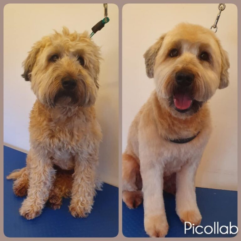 radlett grooming centre radlett 768x768