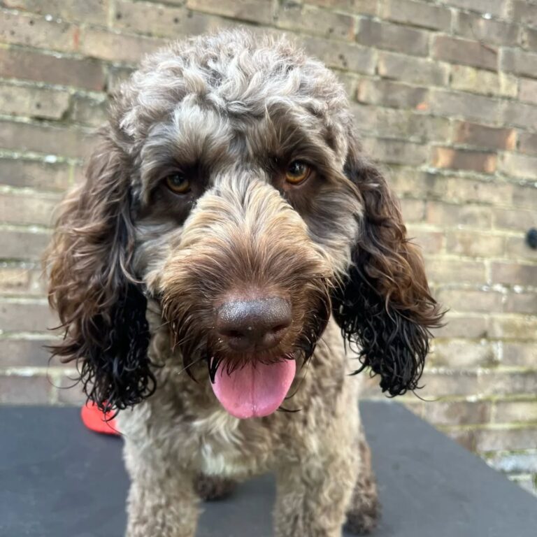 rags and berts reading 768x768