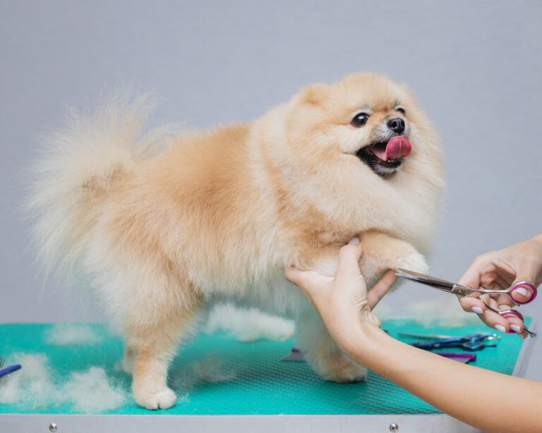 rosies pawfect paws bedford 768x614