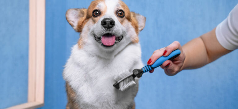 ruffles dog grooming reading 768x352