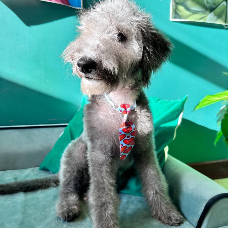 summer hill nantwich 768x768