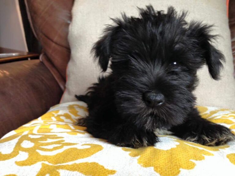 tabley brook cheshire 768x576