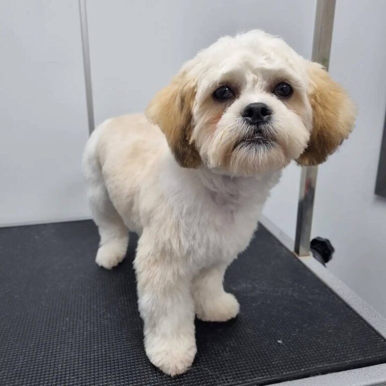 the dog wash company birkenhead 768x768