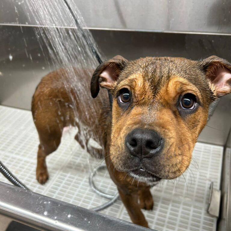 the dogs spot abingdon 768x768