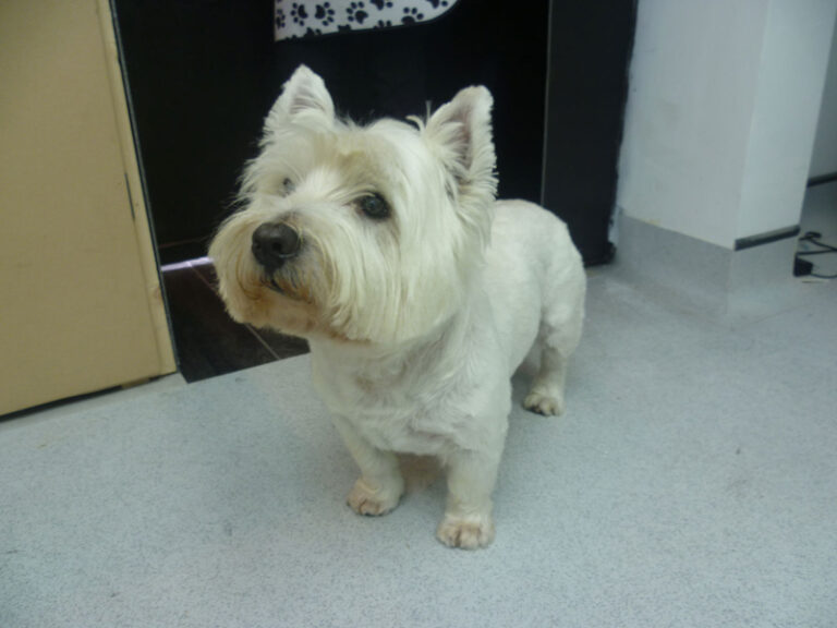 top dogz salon cheshire 768x576