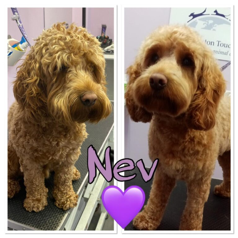 trendy pooches neston 768x768