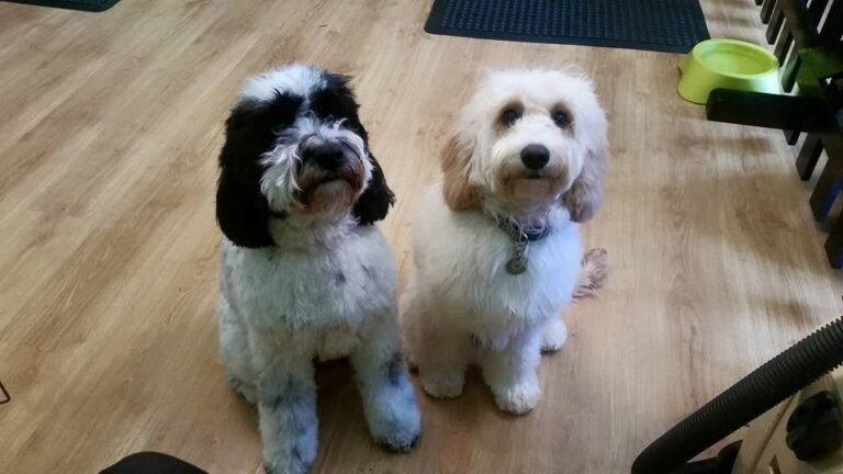 wagglebumz cambridge 768x432