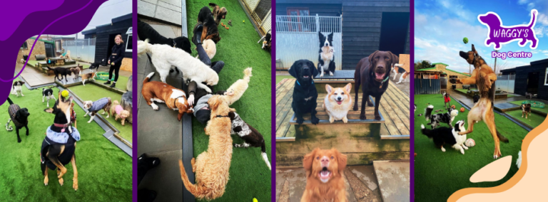 waggys cambridge 768x284