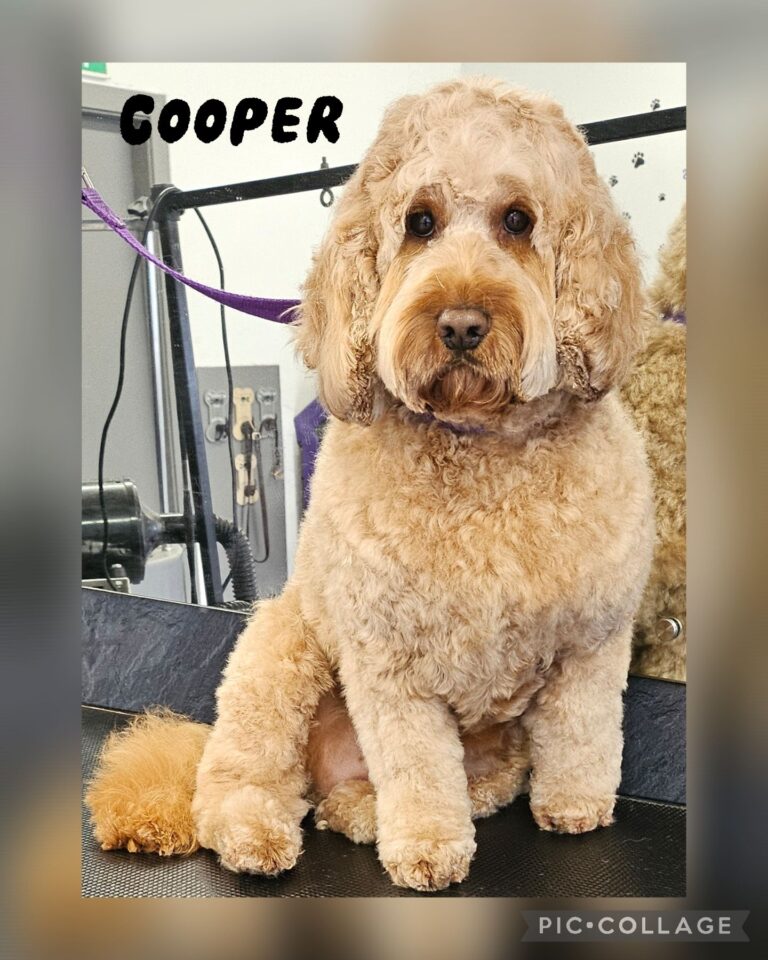 woofsncuts macclesfield 768x960